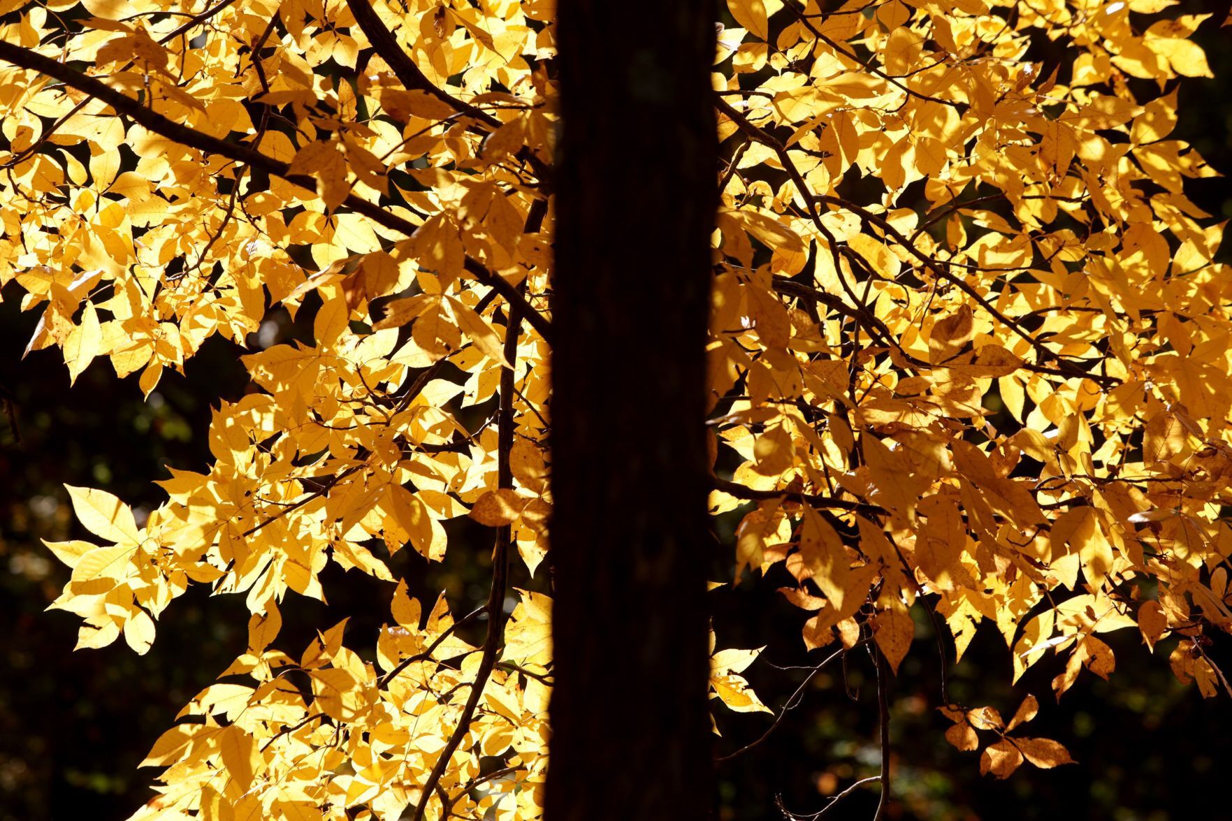 Fall color in Powder Valley Conservation Nature Center
